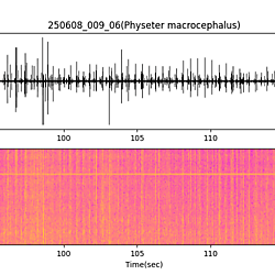 20250608_009_06_SpermWhale