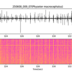 20250608_009_07_SpermWhale
