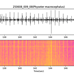 20250608_009_08_SpermWhale
