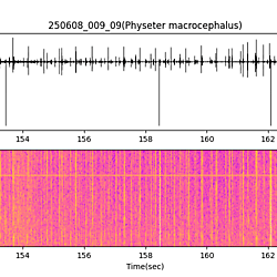 20250608_009_09_SpermWhale
