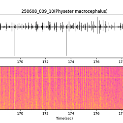 20250608_009_10_SpermWhale