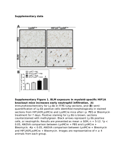 <b>Supplementary Figure 1. Bleomycin (BLM) exposure in myeloid-specific HIF1A knockout mice increases early neutrophil infiltration</b>