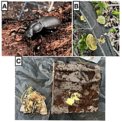 High resolution field images