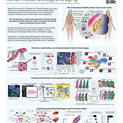 A cross anatomical scale view of human tissue biology and aging