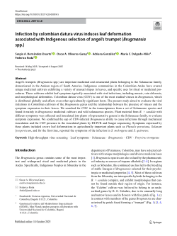 Infection by colombian datura virus induces leaf deformation associated with Indigenous selection of angel’s trumpet (<i>Brugmansia</i> spp.)