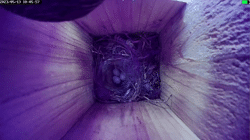 <b>Precise targeting host </b><b>activity </b><b>for parasitism by common cuckoos</b>