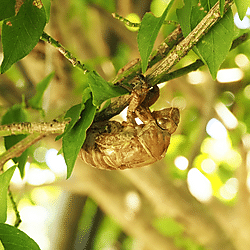 Item - 富山県におけるクマゼミの2024年の追加記録 - figshare - Figshare