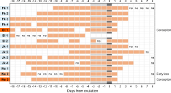 S2 Fig. Fourteen ovulation-detected maximal swelling phases (MSPs).