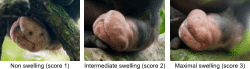 S5 Fig. Changes in sexual swelling and score estimation.