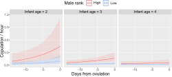 S3 Fig. Effect of the 3-way interaction between ovulation, infant age, and male rank.