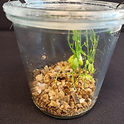 Supplementary data (photos) for the publication "<b>Ionones in Flax: An Open Question of Their Role in Fungal Resistance and Metabolic Shifts of Flax</b>"