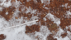 2025 02 13 Ocean County -w- 5 Nov 24 Site