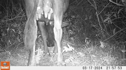 Ocelot dragging  a dead calf