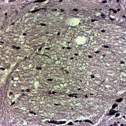 Historic Scientific Microscope Negatives Collection