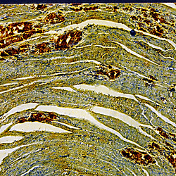 Digitised Microscope Slide Archive – Histology, Pathology, and Microbiology