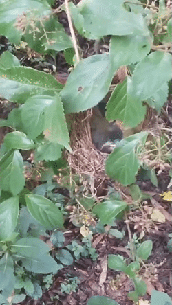 <b>Farming</b><b> behavior by the Large Hawk-cuckoo toward the Silver-eared Mesia and Black-streaked Scimitar Babbler</b>