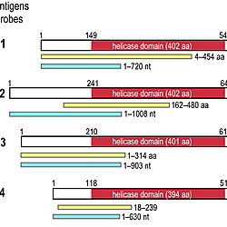 <b>Developmental expression of Ap-Vas proteins in aphids and flies reveals their evolutionary roles in insects</b>