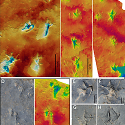 Figures for: The abundance and diversity of penetrative tracks: a critical re-evaluation of theropod ichnotaxa