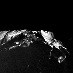 Longidigitus duwa - Mid-Cretaceous Amber Fossil Lizard