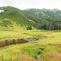 飛騨山脈の高天原で2024年に確認されたトンボ