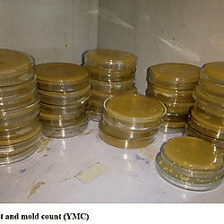 Figure 1 S: Yeast and mold counts (YMC)