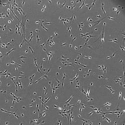 Enhanced Stem Cell Image Segmentation by Leveraging Visual Processing Mechanisms