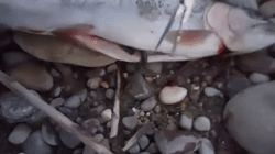 Dissection video documenting predation of Natrix natrix by Oncorhynchus mykiss in a Bavarian stream