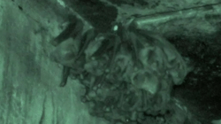 Videos supporting the manuscript "Affiliative and agonistic interactions distinguish sex-specific social groups of greater spear-nosed bats, <i>Phyllostomus hastatus</i>"