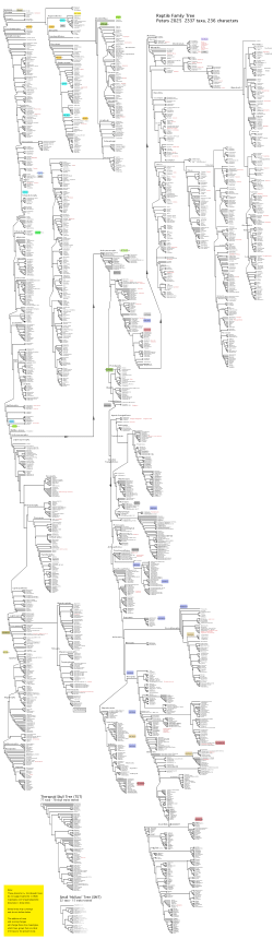 The ReptileEvolution.com Project