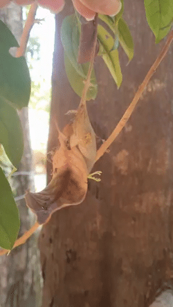 <b>First record of </b><b><i>Brachymeria pandora</i></b><b> </b><b>(Crawford, 1914) </b><b>and </b><b><i>Conura</i></b><b> aff. </b><b><i>flavicans</i></b><b> </b><b>(Hymenoptera, Chalcididae) in cocoon of </b><b><i>Rothschildia erycina</i></b><b> </b><b>(Shaw, 1796) (Lepidoptera, Saturniidae): multiparasitoidism or hyperparasitoidism?</b>