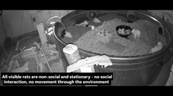 Rat behaviors in the Enhanced Naturalistic Habitat