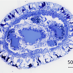 Supplementary Files for the paper "<b>The minimal endosymbiosis between </b><b><i>Spurilla braziliana</i></b><b> (Aeolidiidae, Nudibranchia) and Symbiodiniaceae</b>"