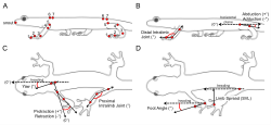 Anatomical landmarks on a salamander used to calculate kinematic variables.