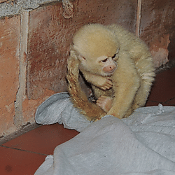 New records of hypopigmentation in two captive squirrel monkeys (<i>Saimiri </i>spp.) in Brazil and Colombia