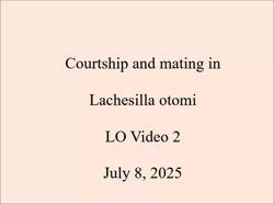 Courtship and mating behavior in Lachesilla otomi