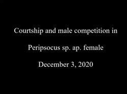 Male competition for a female in an undescribed Peripsocus species