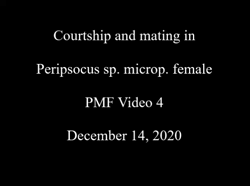 Courtship and mating behavior in an undescribed species of Peripsocus