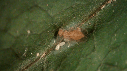 <i>Ectopsocus meridionais</i><i> </i>silking over a clutch of eggs