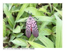立山連峰の室堂平（標高約2,430 m）での記録を含む富山県におけるシタベニハゴロモの2024年の追加記録