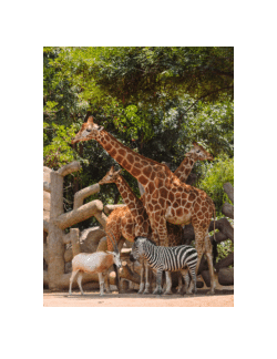 <b>De la exhibición a la conservación. El Zoológico de Chapultepec y su conformación como institución científica (1889-1929)</b>