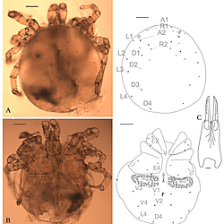 Image Dataset: Photographs of the type series of <i>Najadicola tuzovskiji</i> <b>sp. nov.</b> (Acari: Hydrachnidia: Pionidae) from Northeast Asia