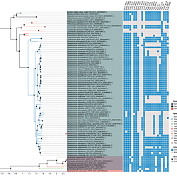Phylogenetic and genomic analysis of shikimate pathway-associated genes.