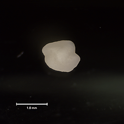 Supplementary data files