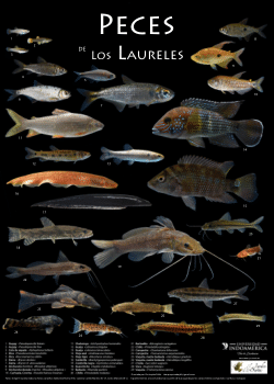 Los Peces de Los Laureles (La Maná, Ecuador)Fishes of Los Laureles (La Maná, Ecuador)