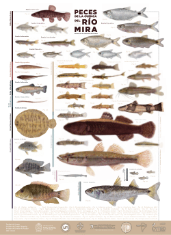 Peces de la cuenca del río Mira / Fish of the Mira River basin