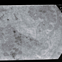 Vintage Glass Plate Negative Slides