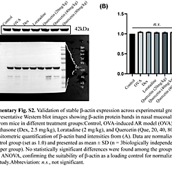 <b>Targeting IL-33/ST2/NF-κB Axis and Mast Cell Activation: Quercetin's Therapeutic Mechanism in Allergic Rhinitis(PONE-D-25-35392)</b>