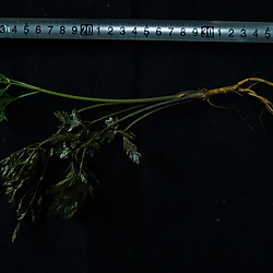 Research on the Morphogenesis of <i>Notopterygium incisum</i> Rhizomes and its Mechanism: Multiomics Integration Analysis Reveals the Formation Mechanism of Silkworm-like Rings