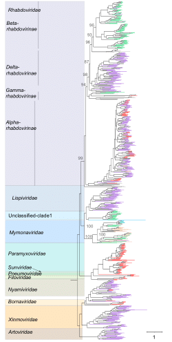 Data and materials for: The Origins and Evolution of the RNA Virome in Land Flora