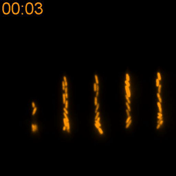 The tiff files of "<b>Spatiotemporal Characterization of Single-Stranded DNA Intermediates after UV Irradiation:</b><b><i> </i></b><b>II. Effects of </b><b><i>recA</i></b><b> and </b><b><i>recJ</i></b>"
